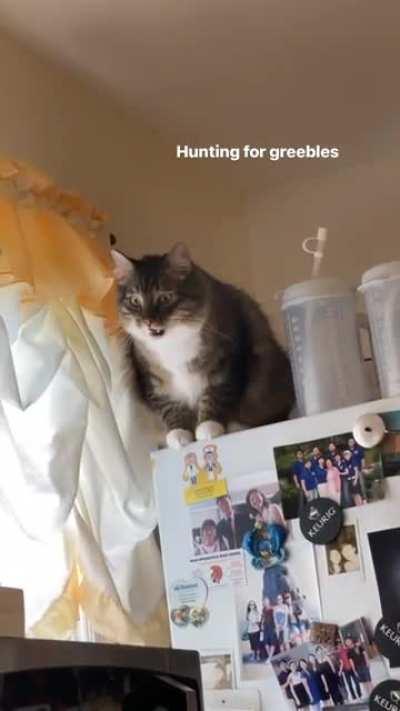 They lurk on top of the fridge