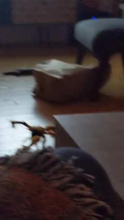 Clarice Sees a Greeble and Launches into the Cat Dimension