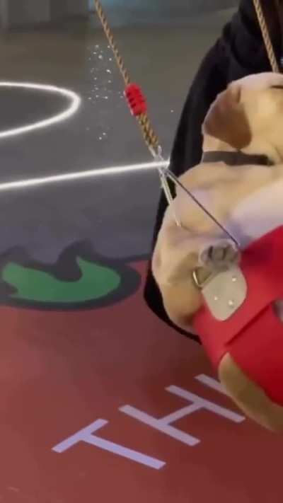 Doggo living his best life.