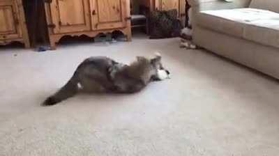 Койот и кот