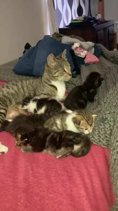 We took a declawed stray cat in from outside and 6 weeks later we have babies