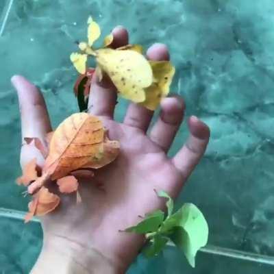 These fascinating imposters are leaf insects. They hide from predators through cryptic mimicry. Some species have markings that resemble spots of disease or damage, including holes. They are super evolvers, since their appearance adapts over time to match