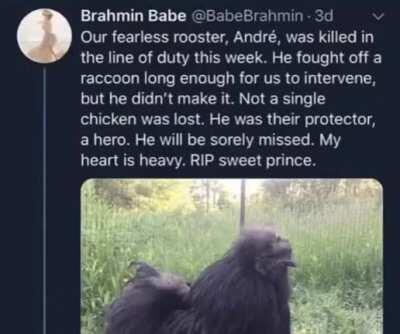 Total chad chicken pays the ultimate price and does a hero