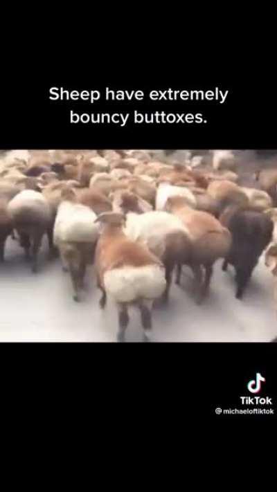 bootyful sheep buttocks