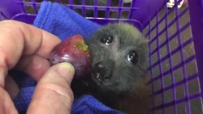 Миленький Мыш