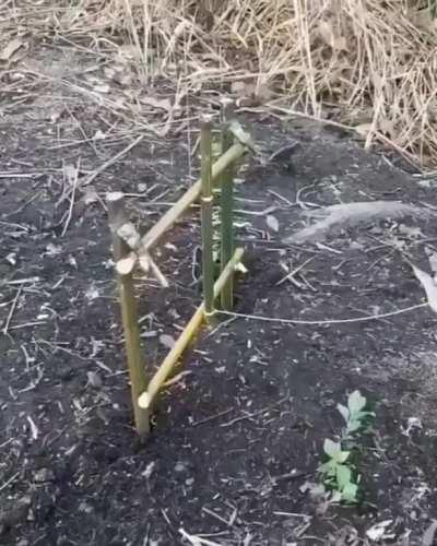 Catching a fish with a rock
