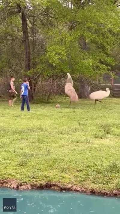 Soccer with emus