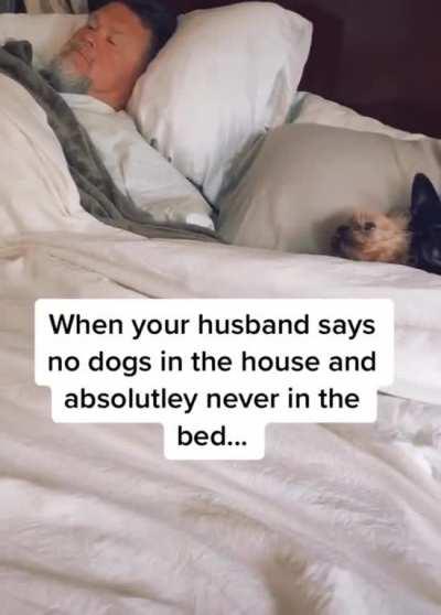 Definitely did not want the dogs in the bed