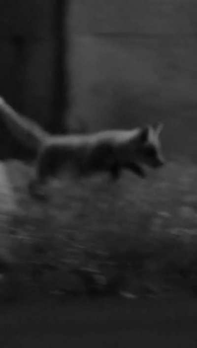 Baby Fox Fun Late At Night!