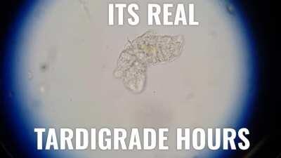 TARDIGRADE HOURS