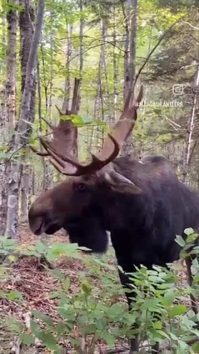 That's close enough, buddy...oph, noooo...