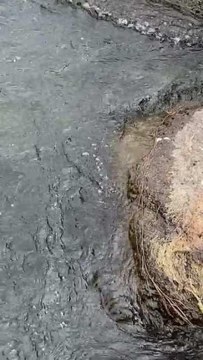 Got skunked, but at least I got to see this cool bird