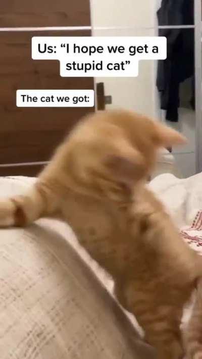 Kitty miscatculated jump.