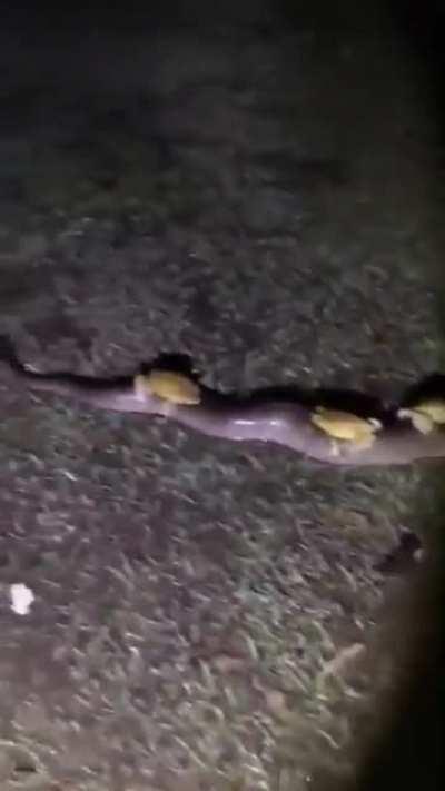 🔥 Toads aren't on the road, they're on snake track🔥