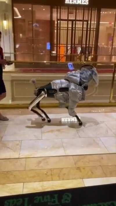 Out walking Robodog...