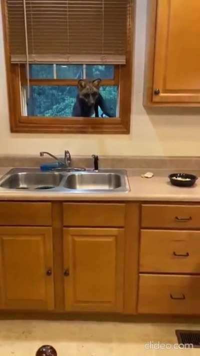 Yay Foxxo is invading your kitchen!