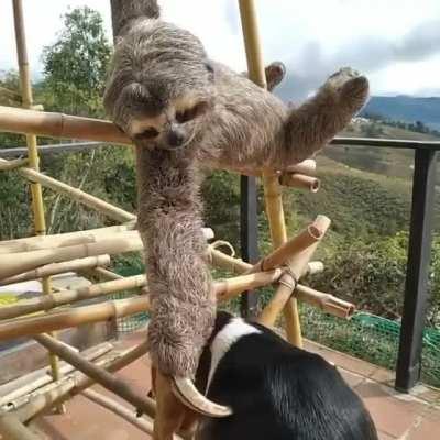 Rescued Sloth Cuddles with Beagle Friend