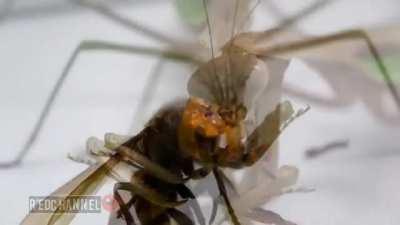 Praying Mantis Eating An Asian Giant Hornet's Face GIF by Pardusco (/r/natureismetal)
