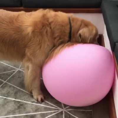 Here's a golden doing what goldens do