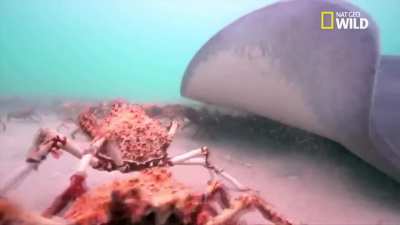 Суровое дно