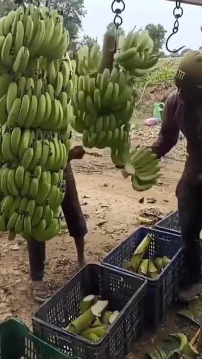 Cutting bananas at speed without cutting his fingers