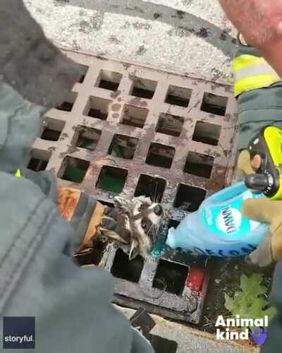Firefighters help free a raccoon with its head stuck in a storm drain