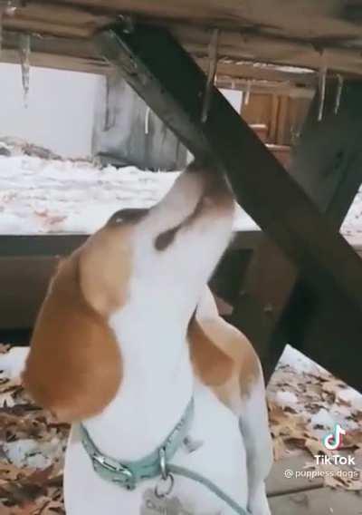 Let's not forget that hydro homies transcends species.