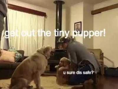 PUpPeR gEtS aTtAcKeD bY biG WoOfeR