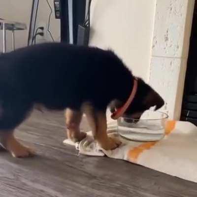 sTarvIng dog hAS No fooD, iS fORCed To EAt WateR!