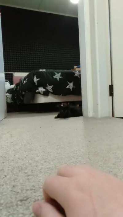 Cats are scary animals