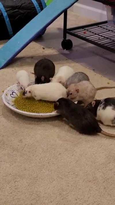 Some of the mischief pea fishing