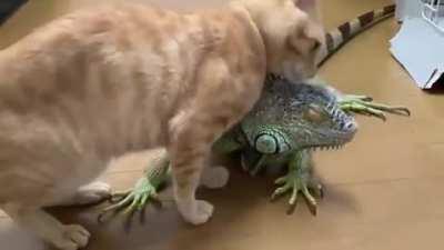 Ты ж моя страшная, зелёная, непонятная но любимая хрень!