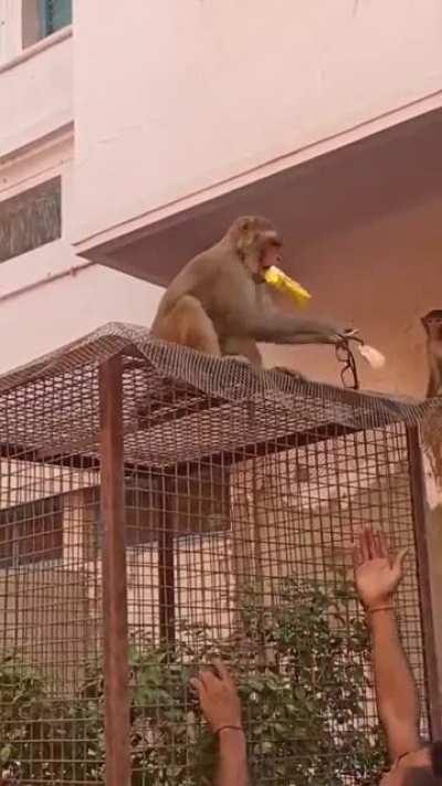 The suck monkey took my glasses and refused to return them until I offered him potato chips