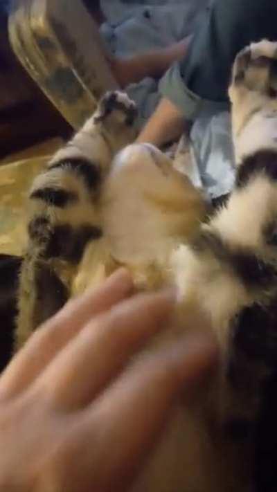 Belly rubs always lead to curled feetsies.