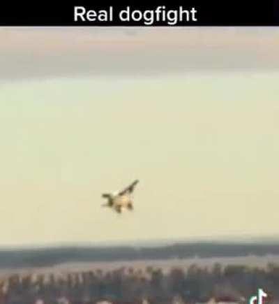 Real dog fighting