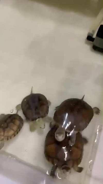 The babies are hungry