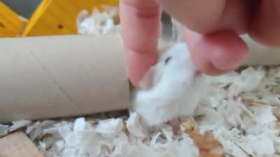 Good girl scritches 🐹🥺