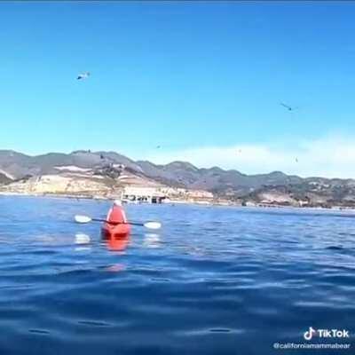 Jonah and The Whale 2020 Edition