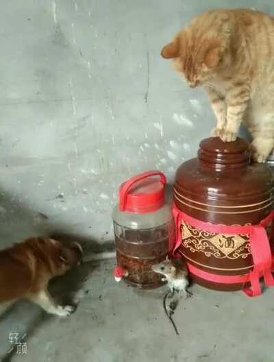 🐱高高在上指挥🐶，欺凌弱小无助的鼠鼠