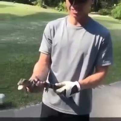 Seem like a normal baby crocodi-