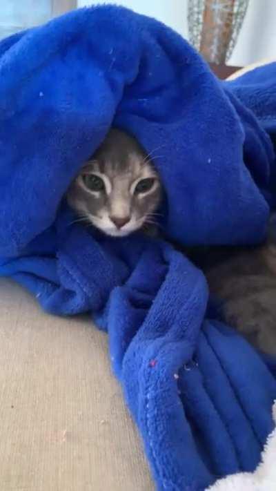 Adventures of the blanket fort