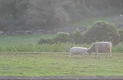 Sheep teaches young bull how to headbutt