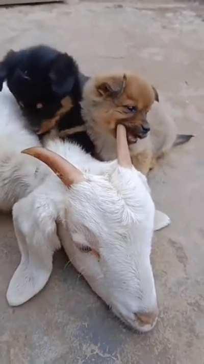 hElpLESs gOaT gEtS mAuLeD bY cOupLe oF viCiOuS dOgS