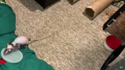 My adorable pet rat Chickpea is starting to learn basketball!