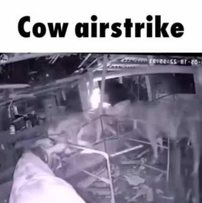 Almost a cowtastrophe