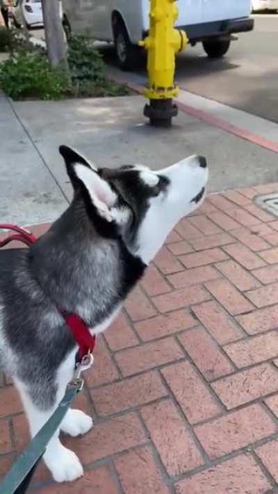 He wants to be a fire truck when he grows up