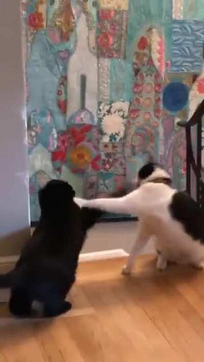 Trixie (left) hates Petunia (right). Petunia thinks it’s a game