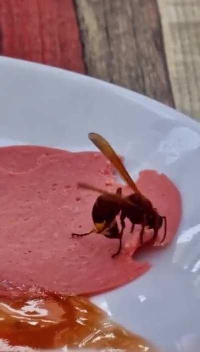 A bee taking a large chunk of deli meat