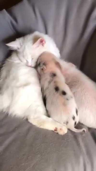 Все любят Котиков