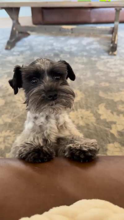 I was told by r/aww I MUST join and post this here lol. This happens every time he’s told he’s loved 🥰